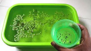 Baby Molly Fish | Aquarium Fish | Colour Fish