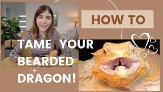 How to Tame Your Bearded Dragon and Build Trust - In-Depth Step-by-Step Guide