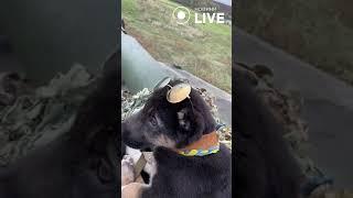 Пухнастий помічник ЗСУ