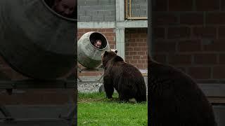 Grizzly ATTACK! Can This Man Survive Inside a Cement Mixer?