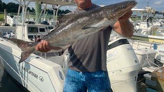 Catching cobia in NJ & how to clean a squid!