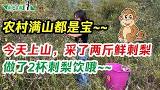 农村满山全是宝，婆孙俩我们今天上山，采摘了2斤鲜刺梨，做了2罐刺梨饮 @shiyiwen