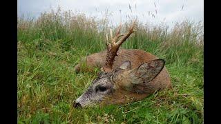 Outdoor Quest TV, Fallow Deer and Roe Deer in Europe