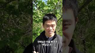 깐매실이 뭐죠?