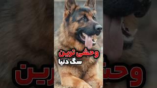 به این سگ ها اصلا نزدیک نشید!!! | فکت های جالب و دانستنی ها