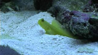 Goby and Pistol Shrimp (Sand)