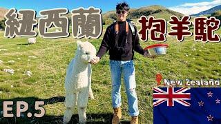 【Hug Alpacas in Akaroa Witness Blue Penguins in Oamaru】 NewZealand Road Trip EP.5