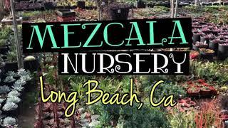 Mezcala Nursery in Long Beach, Ca| 1-2-19