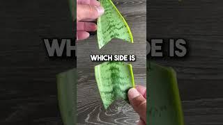 How To Propagate a Sanseveria “Snake Plant”