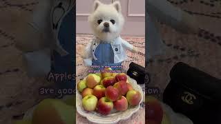 사과파는 개의사 #샤샤의하루 #cutedog #pomeranian #funnyshorts
