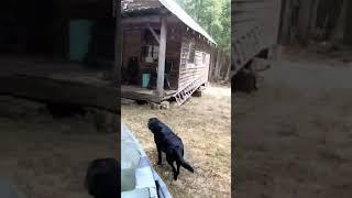 #cabin #cabinlife #outdoors #sidebyside #shorts #viral #dog #doggo doggone #forest #polaris