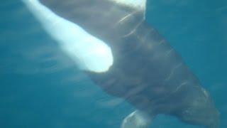 Dall's Porpoise in Alaska - Porpoise At Play Prince Willaim Sound