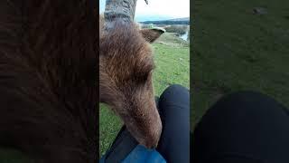 Manx Loaghtan Fleece - a closer look