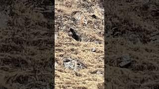 牦牛打架 直接将对方顶下悬崖 大自然太残酷了 Yaks fight by directly pushing their opponents off cliffs #animal【跟着图尔去旅行】