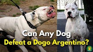 5 Dog Breeds That Could Defeat a Dogo Argentino!