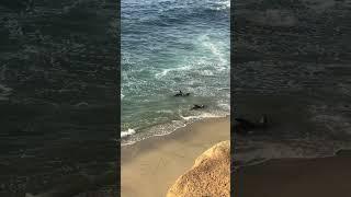 Sea lions La Jolla Cove 2019 #sealions