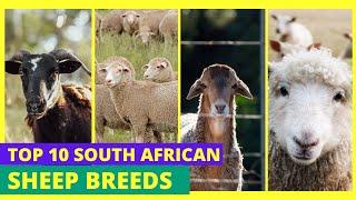 Top 10 South African Sheep Breeds You Need to Know