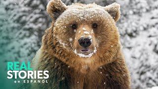 1+ Hora Rastreando La Vida Secreta De Los Cachorros De Oso