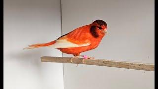 Red Canary Breeding Season (video 13)