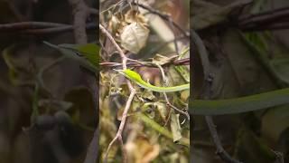 Viper or Vine Snake? Found in Our Back Yard in Sumatra, Indonesia