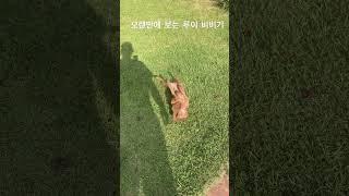 오랜만에 보는 루이 비비기