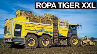 ZWEI Ropa Tiger auf einen Streich || Ropa Tiger 6S || Zuckerrübenernte 2021 || 4K