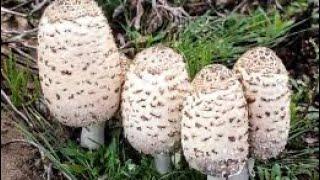 Наво́зник бе́лый ,Лохматый,гриб курица( Coprinus comatus)