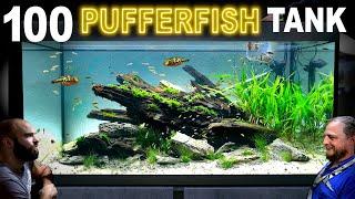 Building 100 Pufferfish Aquarium: EPIC 330L Aquascape Tutorial