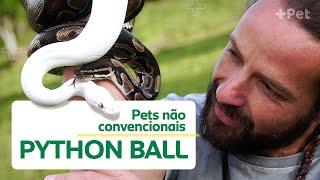 A MAGNÍFICA PYTHON BALL! | CANAL MAIS PET