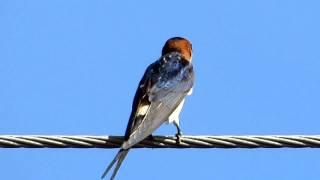 Vlaštovka skalní, Cecropis daurica, Red-rumped swallow