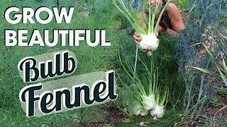 Growing Bulb Fennel in the Midwest