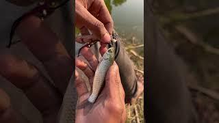 Konse konse machli mila mujhe (024) hindi village hook fishing vlog || hindi hook fishing ||