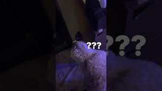 후니가 화장실 가는 방법 2탄! #스탠푸후니 #스탠다드푸들 #강아지 #대형견 #강아지브이로그