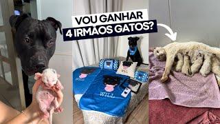 NÃO QUERO 4 IRMÃOZINHOS GATINHOS  se não vou ter que dividir minhas coisas da Loja Cane 