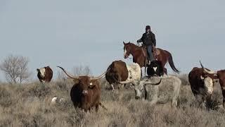 Jeffs Joaker -- Broken Star Ranch -- Mile High Horse Sale