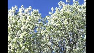 Tree experts send warning about Bradford pear trees