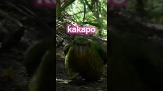The World's Most Endearing Parrot! #shorts #kakapo #viral
