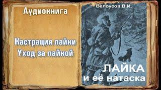 "Кастрация лайки.  Уход за лайкой" "Лайка и её натаска" Белоусов В.И