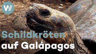 Im Reich der Riesenschildkröten - Streifzüge über die Galápagos-Inseln