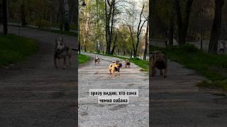 Як вигулювати трьох собак одночасно, якщо маєш лише один повідець. Гуляю з бульдогами і бультер’єром