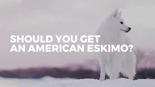 Should you get an American Eskimo dog? | BREED OVERVIEW