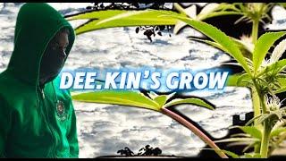 Grow day wit dee(cannabis)