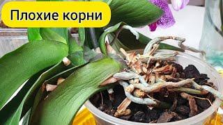 РЕАНИМАЦИЯ орхидеи с ПЛОХИМИ КОРНЯМИ // Пересадка орхидеи