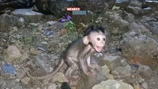 baby monkey crying || baby monket t4ntrum