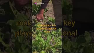 Ancient Wonders: Axum and Kush Explained!