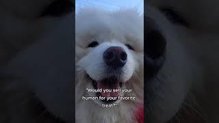 I still love you but...ice cream  #enzo_thesamoyed #samoyed #dogs #icecream #betrayal #fluffy