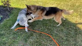 Patient shepherd is tired of Stubborn Husky's Antics