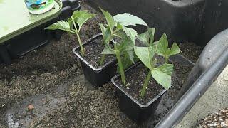 Dahlia Leaf cuttings, using age old rare method of taking cuttings