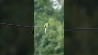 bird ligo sa ulan #shorts #shortvideo #shortfeed #animals