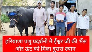 ईश्वर जी की भैंस और ऊंट को मिला दुसरा स्थान,Rudra chaudhary dairy farm, cow, buffalo, Dairy farming